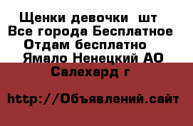 Щенки девочки 4шт - Все города Бесплатное » Отдам бесплатно   . Ямало-Ненецкий АО,Салехард г.